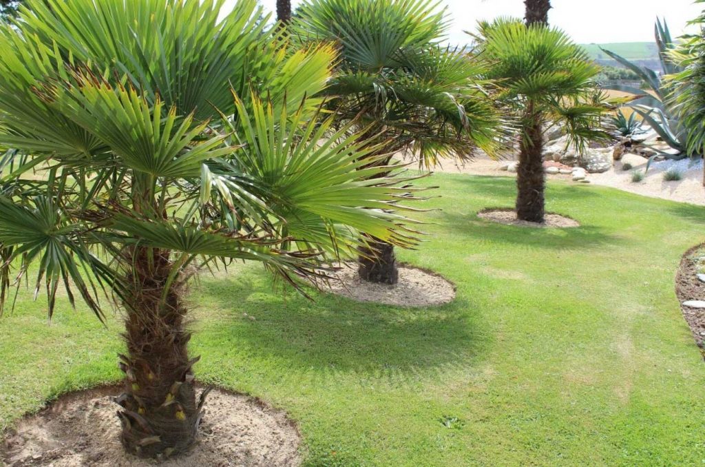 Palmieri plantati in gradina 