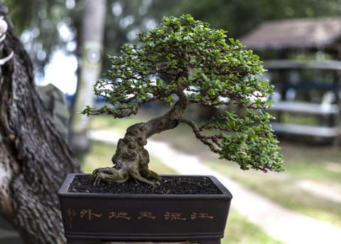 bonsai in ghiveci